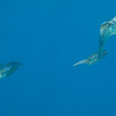 Reefsquid4
