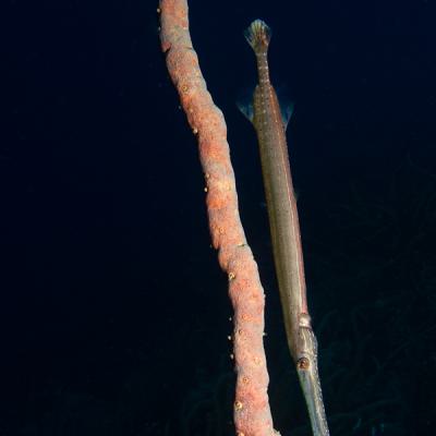 Trumpetfish4