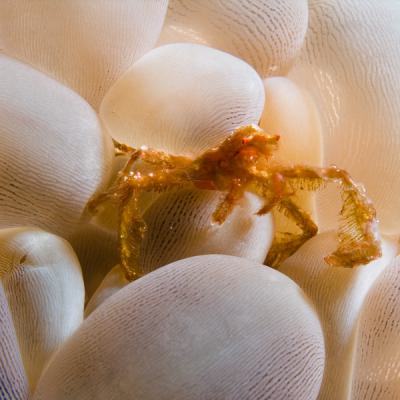 P6225783oeranoetangcrab