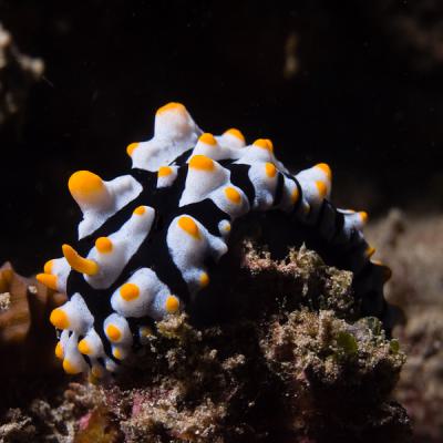 P6225839nudibranch