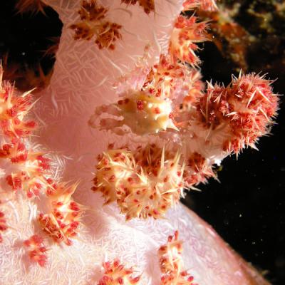 P6276324softcoralcrab