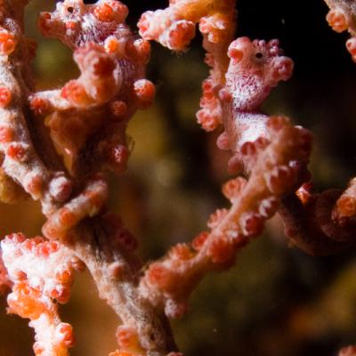 P6276334pygmeeseahorse