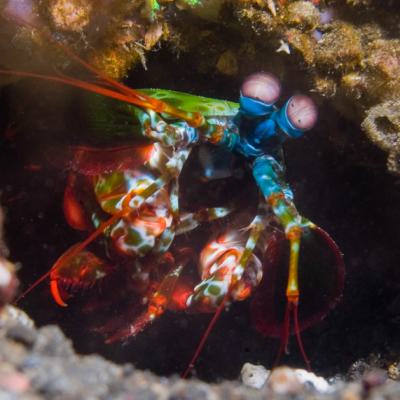 P6286751mantisschrimp