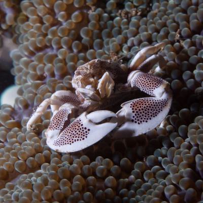 P6297061porcelaincrab