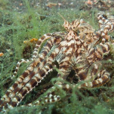 P6307225mimicoctopus