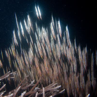 P6307365rasorbladefish